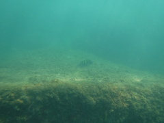 Abudefduf troschelii