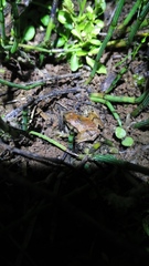 Microhyla achatina