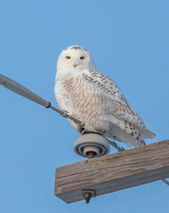 Bubo scandiacus