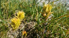 Castilleja peirsonii
