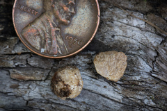 Balsamia oregonensis