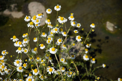 Matricaria chamomilla