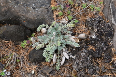 Oxytropis putoranica