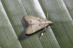 Chrysauginae