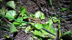 Indosylvirana nicobariensis