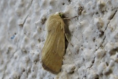 Heliocheilus paradoxus