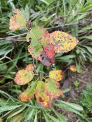 Amelanchier canadensis