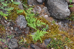 Gymnocarpium jessoense