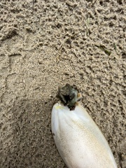 Acanthochitona garnoti