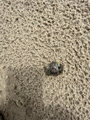 Acanthochitona garnoti