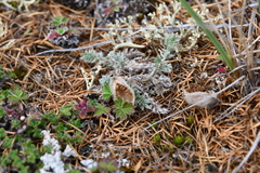 Oxytropis putoranica