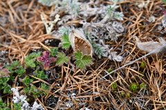 Oxytropis putoranica