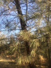 Pinus sabiniana