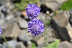Scabiosa lucida