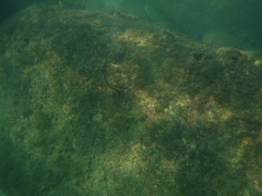 Thalassoma lucasanum