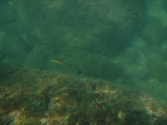 Thalassoma lucasanum