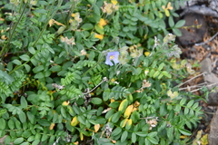 Polemonium boreale