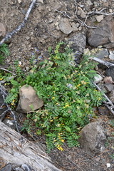 Polemonium boreale