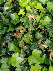 Aesculus hippocastanum