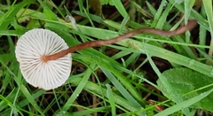 Crinipellis scabella