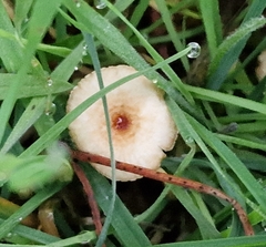 Crinipellis scabella