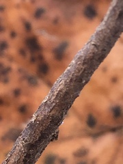 Viburnum acerifolium