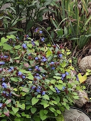 Ceratostigma plumbaginoides