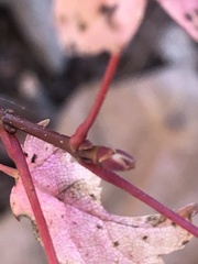 Viburnum acerifolium