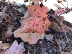 Viburnum acerifolium