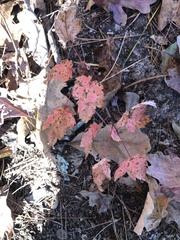 Viburnum acerifolium