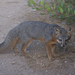 Santa Rosa Island Fox - Photo (c) Dave, some rights reserved (CC BY-NC), uploaded by Dave