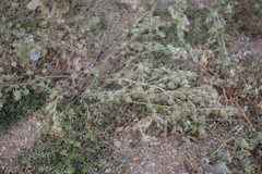 Artemisia macrocephala