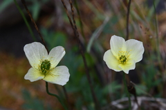 Papaver nudicaule