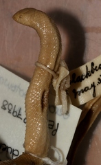 Atractaspis duerdeni