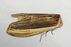 Truncaptera truncata