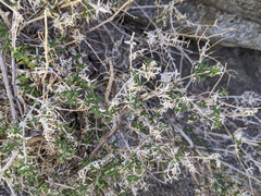 Galium stellatum