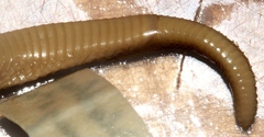 Atractaspis duerdeni