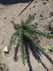 Fouquieria splendens splendens