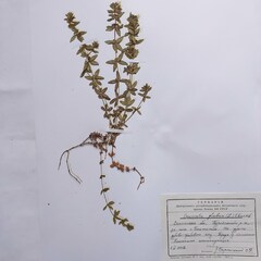 Cruciata glabra