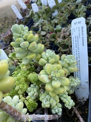 Sedum treleasei
