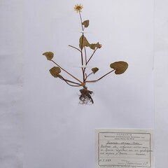Ficaria verna