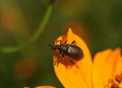 Lagria villosa
