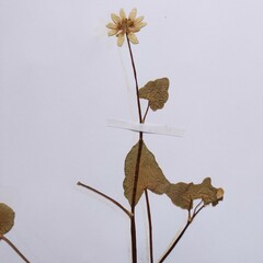 Ficaria verna