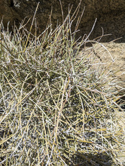 Ephedra nevadensis