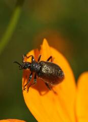 Lagria villosa