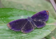 Metacharis regalis