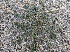 Chylismia claviformis