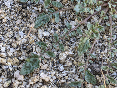 Chylismia claviformis