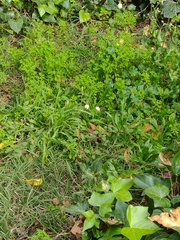 Euphorbia peplus