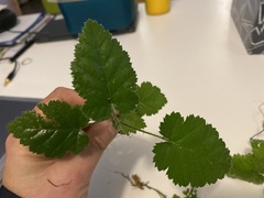 Rubus leucodermis